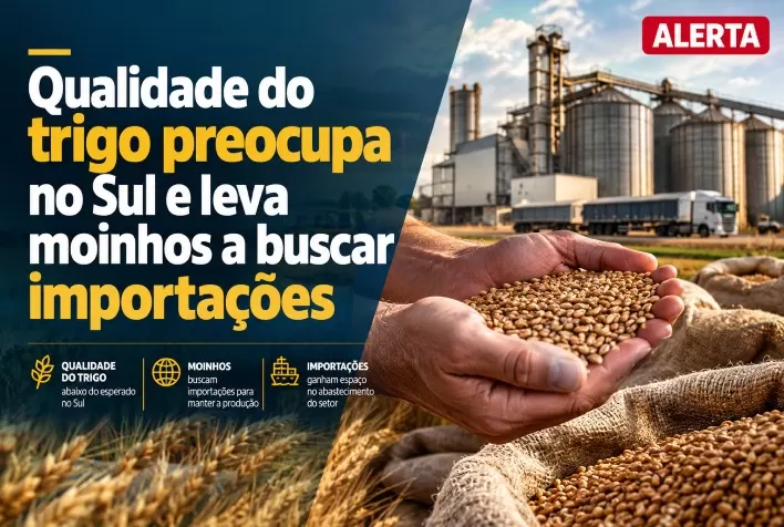 Qualidade do trigo preocupa no Sul e leva moinhos a buscar importações