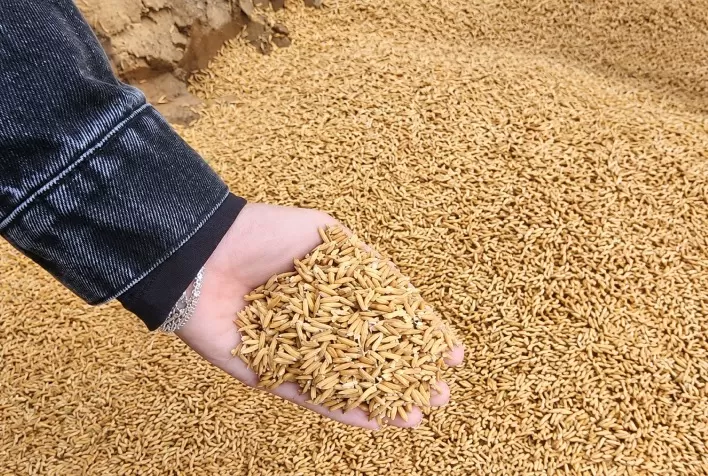 ATeG ajuda produtores de arroz em SC a reduzir custos e aumentar a rentabilidade no campo