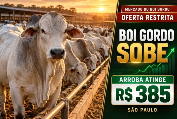 Boi gordo sobe com oferta restrita e arroba atinge R$ 385 em São Paulo