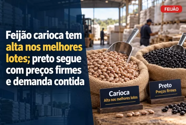 Feijão carioca tem alta nos melhores lotes; preto segue com preços firmes e demanda contida