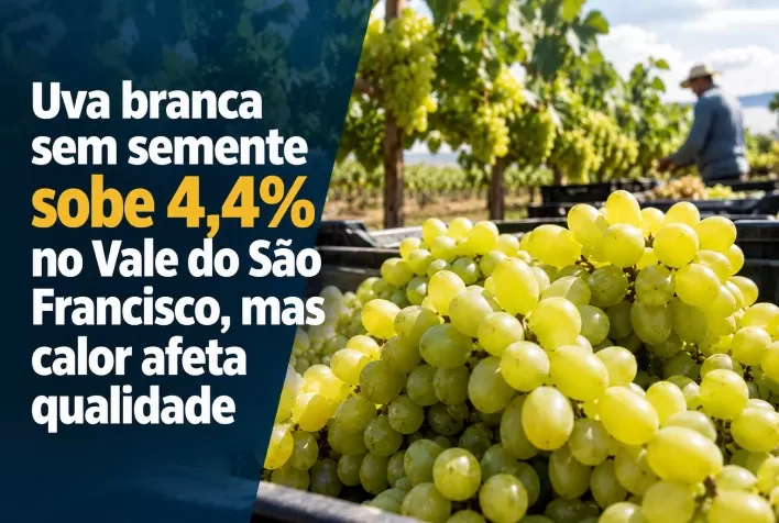 Uva branca sem semente sobe 4,4% no Vale do São Francisco, mas calor afeta qualidade