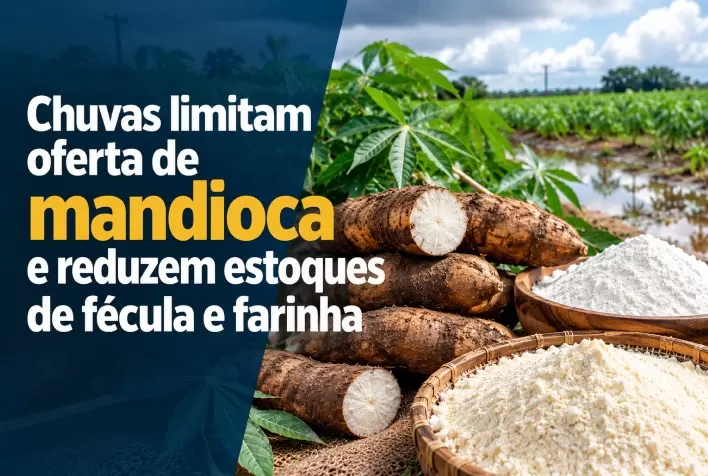 Chuvas limitam oferta de mandioca e reduzem estoques de fécula e farinha
