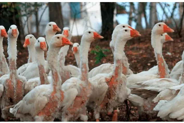 Câmara: comissão aprova proibição de penas e plumas animais em fantasias, com multas de até R$ 1 milhão