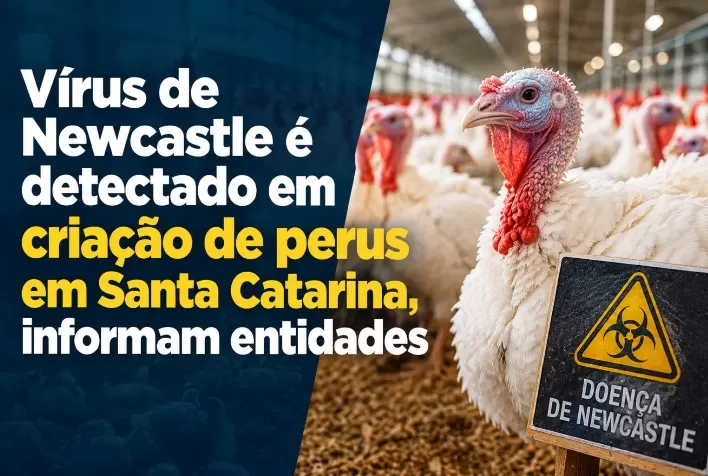 Vírus de Newcastle é detectado em criação de perus em Santa Catarina, informam entidades