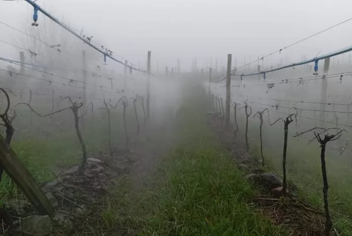 El Niño aumenta riscos para os vinhedos e exige atenção redobrada na próxima safra de uvas