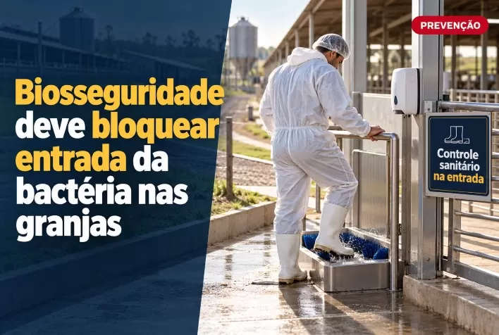 Biosseguridade deve bloquear entrada da bactéria nas granjas