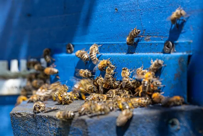 Polinização agrícola: boas práticas e diálogo ajudam a proteger abelhas no campo