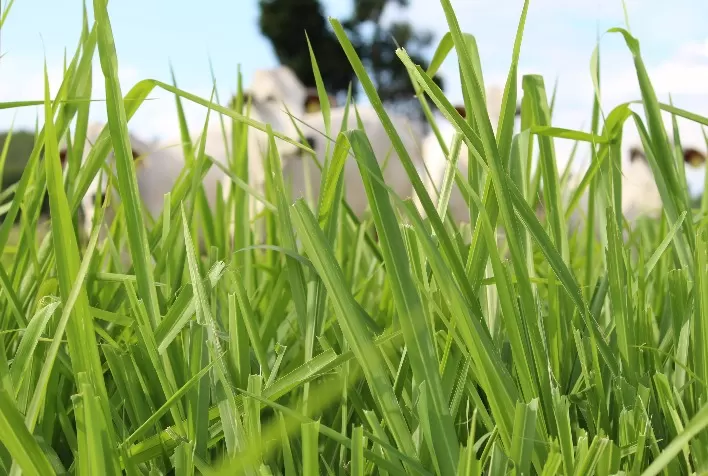 Pasto verde não garante ganho de peso: recria exige equilíbrio nutricional nas águas