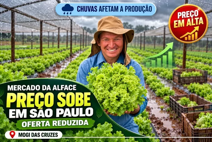 Preço da alface sobe em SP com chuvas e oferta reduzida em Mogi das Cruzes
