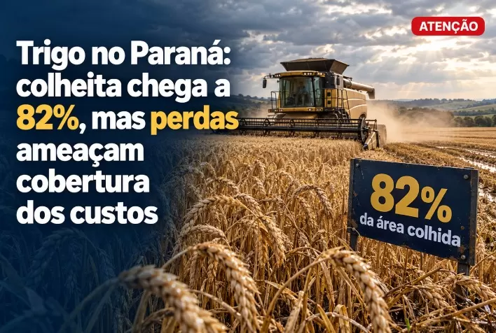 Trigo no Paraná: colheita chega a 82%, mas perdas ameaçam cobertura dos custos