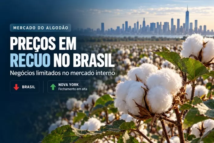 Algodão recua no Brasil com negócios limitados, enquanto Nova York fecha em alta