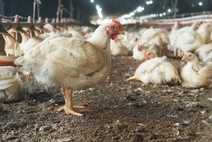 Nutrição de frangos de corte por fase melhora ganho de peso e eficiência alimentar