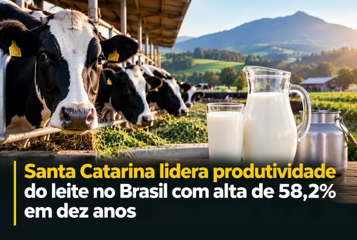 Santa Catarina lidera produtividade do leite no Brasil com alta de 58,2% em dez anos