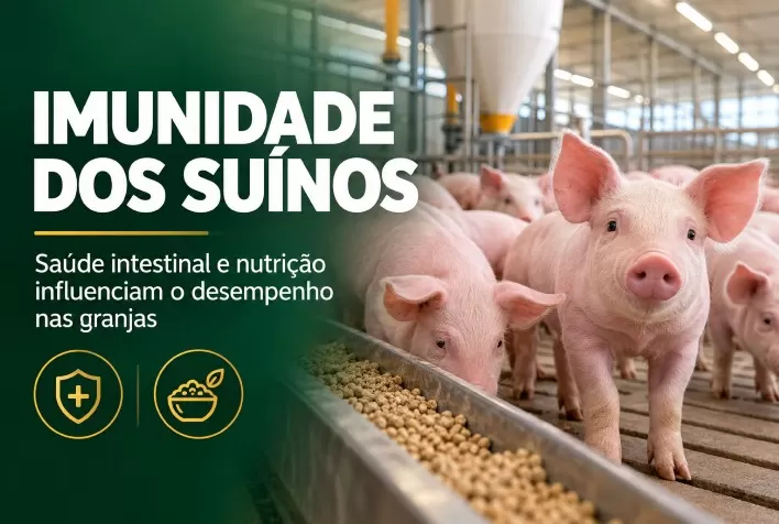 Imunidade dos suínos: saúde intestinal e nutrição influenciam desempenho nas granjas