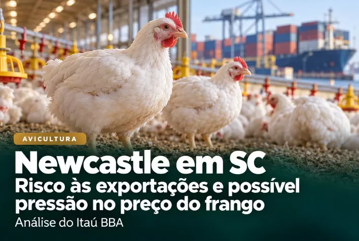 Newcastle em SC ameaça exportações e pode pressionar preço do frango, avalia Itaú BBA