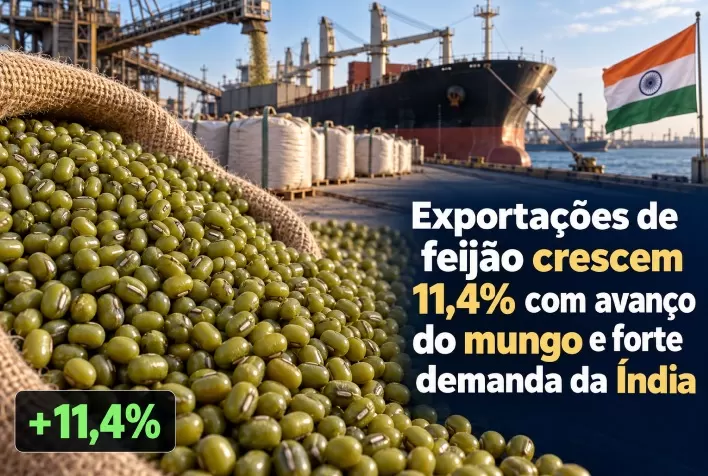 Exportações de feijão crescem 11,4% com avanço do mungo e forte demanda da Índia