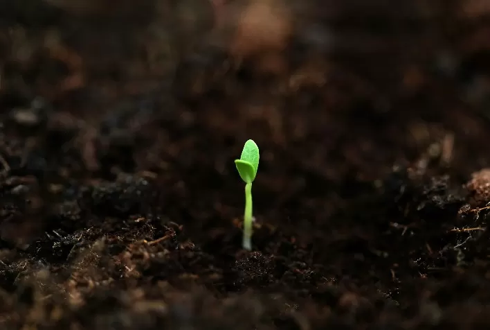 Nanotecnologia no reflorestamento: pesquisas buscam mudas mais resistentes à seca e ao calor