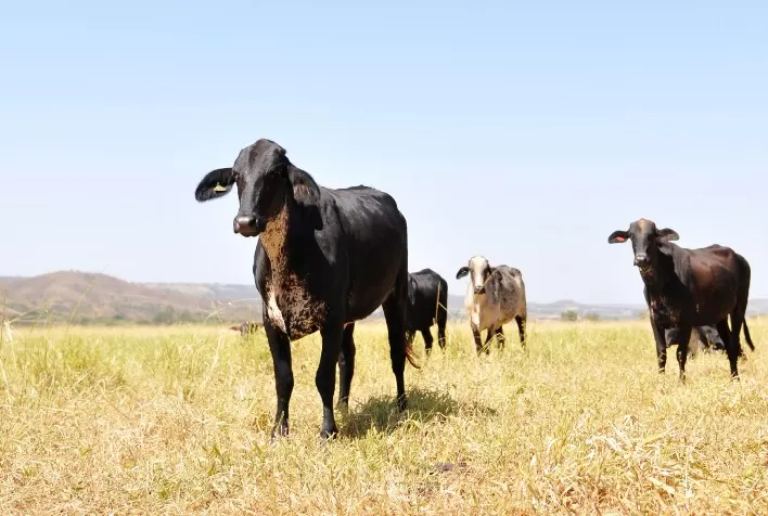 Manejo do Girolando: comportamento do rebanho deve orientar cercas e instalações