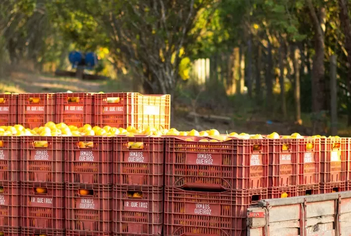 Agricultura familiar em Brumadinho: família produz 3 mil toneladas de alimentos e prepara sucessão rural em Minas Gerais