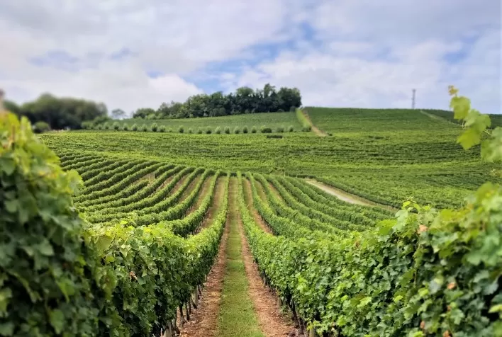 Vale dos Vinhedos reúne 30,4% das amostras representativas na Avaliação Nacional de Vinhos 2026