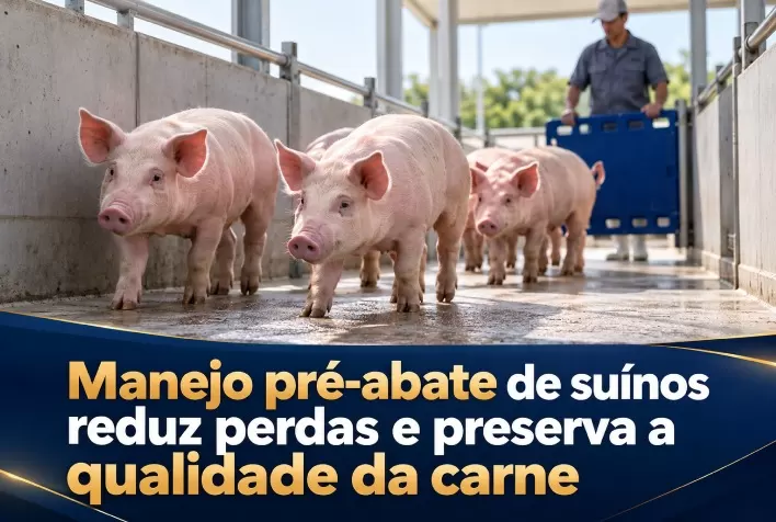 Manejo pré-abate de suínos reduz perdas e preserva a qualidade da carne