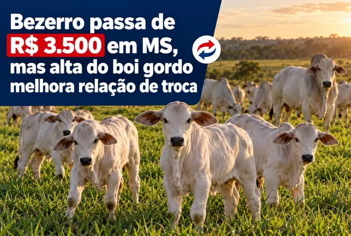 Bezerro passa de R$ 3.500 em MS, mas alta do boi gordo melhora relação de troca