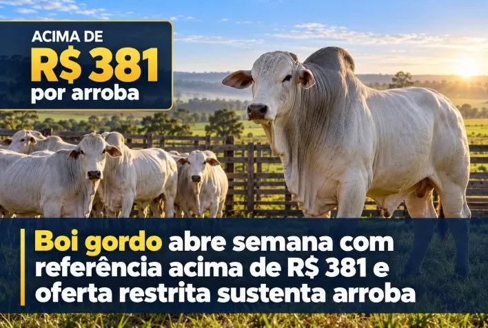 Boi gordo abre semana com referência acima de R$ 381 e oferta restrita sustenta arroba