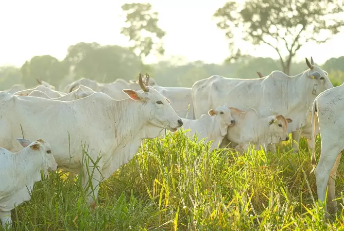 El Niño e chuvas irregulares exigem manejo estratégico das pastagens e suplementação de bovinos