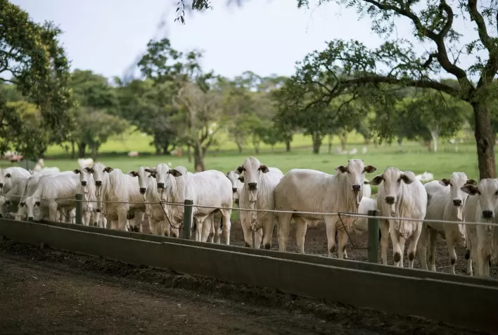 Estação de monta: IATF ajuda a antecipar prenhezes e aumentar a produção de bezerros do cedo