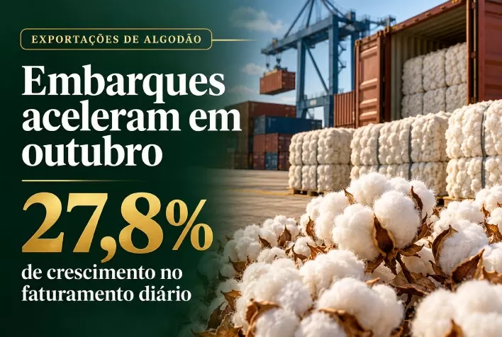 Exportações de algodão aceleram em outubro e faturamento diário cresce 27,8%