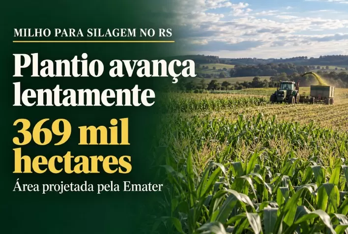 Milho para silagem no RS: Emater projeta 369 mil hectares e plantio avança lentamente