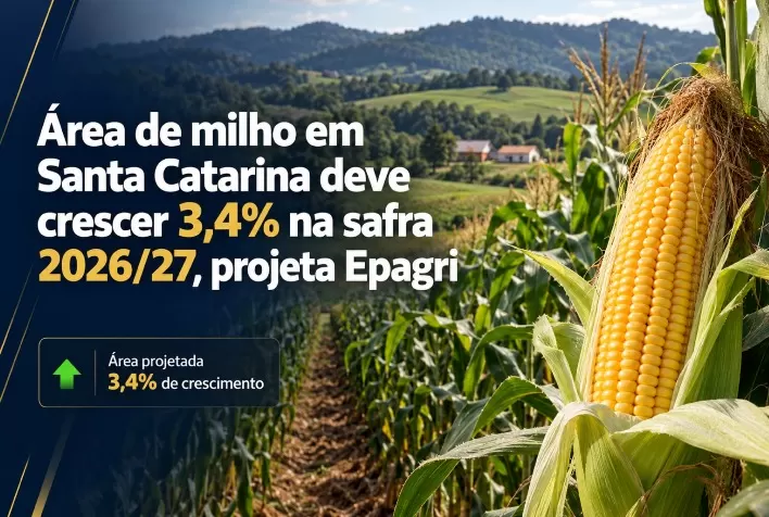 Área de milho em Santa Catarina deve crescer 3,4% na safra 2026/27, projeta Epagri