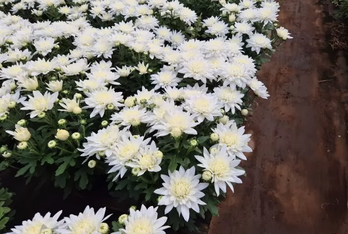 Finados movimenta mercado de flores; custos e mudanças no consumo desafiam produtores
