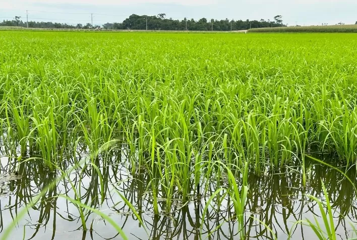 Safra de arroz em SC: chuvas e El Niño elevam risco de perdas e podem ampliar custos da indústria