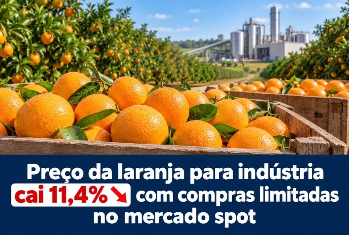 Preço da laranja para indústria cai 11,4% com compras limitadas no mercado spot
