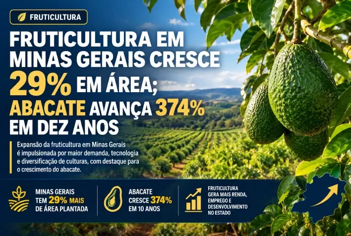 Fruticultura em Minas Gerais cresce 29% em área; abacate avança 374% em dez anos