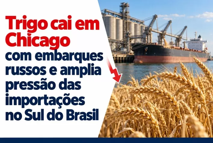 Trigo cai em Chicago com embarques russos e amplia pressão das importações no Sul do Brasil