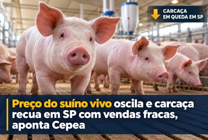 Preço do suíno vivo oscila e carcaça recua em SP com vendas fracas, aponta Cepea