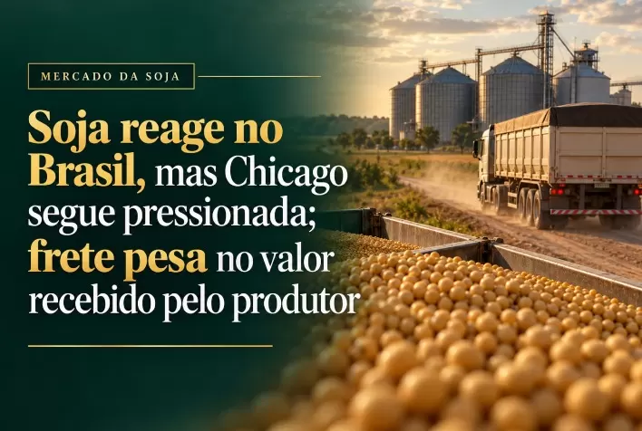 Soja reage no Brasil, mas Chicago segue pressionada; frete pesa no valor recebido pelo produtor