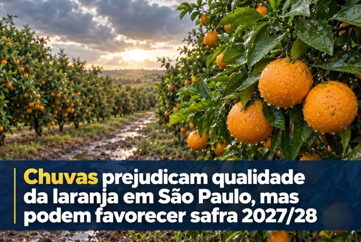 Chuvas prejudicam qualidade da laranja em São Paulo, mas podem favorecer safra 2027/28