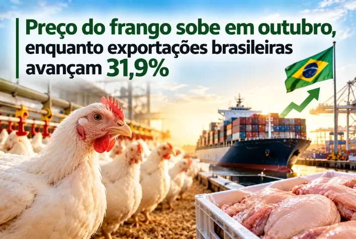 Preço do frango sobe em outubro, enquanto exportações brasileiras avançam 31,9%