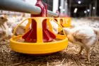 Na avicultura moderna, prevenir é parte da produção