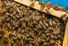 Efeito das variações bruscas de temperatura sobre colônias de abelhas (Apis mellifera) e estratégias para redução do impacto