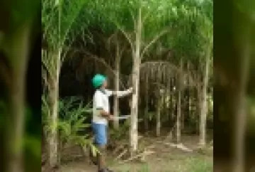Desenvolvimento de cultivares de pupunheira para palmito