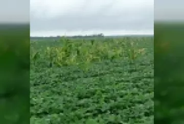 Plantas de milho RR “tiguera” e as culturas em sucessão