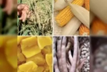 Melhorar plantas para melhorar dietas: a Biofortificação!