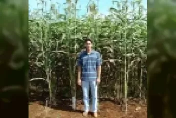 Cultivo de sorgo sacarino em áreas de reforma de canaviais