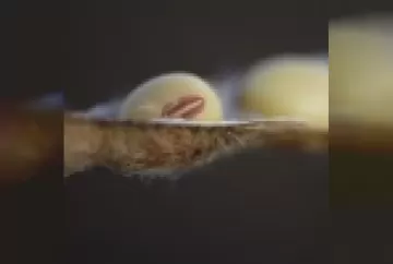 Aprimoramento do ensino de defesa vegetal