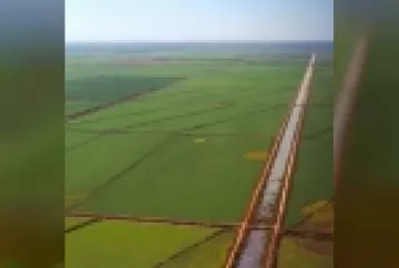 A importância da cultura do arroz irrigado para a avifauna da Região Costeira Sul do Rio Grande do Sul