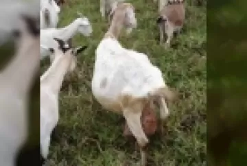Controle leiteiro oficial em caprinos: uma ferramenta para a seleção animal